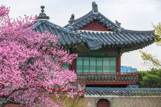 TOUR 6N5Đ HÀN QUỐC HOA ANH ĐÀO: HÀ NỘI - BUSAN - SEOUL - ĐẢO NAMI - INCHEON - NGẮM HOA ANH ĐÀO